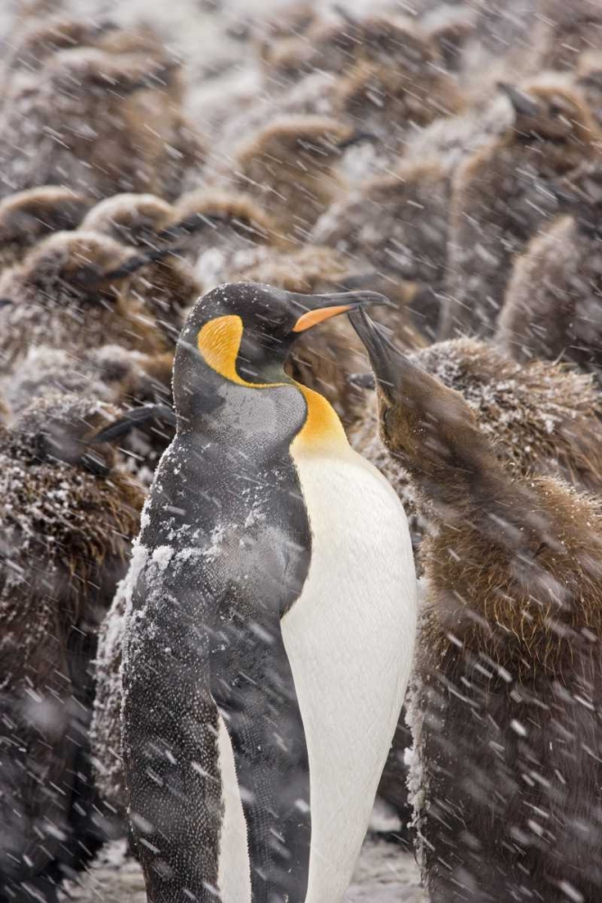 South Georgia Isl, King penguin begs for food